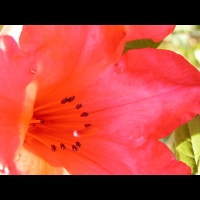 Rhododendron Hybride Elisabeth (fam. Ericacees) (Aberconway 1933) (04)
